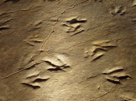 track fossil